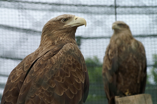 Russia. Saint-Petersburg. Birds in the zoo. The white-tailed eagle.