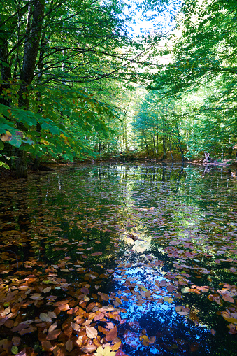 fallen leaves in the lake in autumn and green trees surrounding the lake