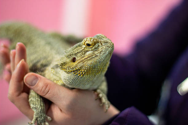 istock Central bearded dragon in palms 1436935393