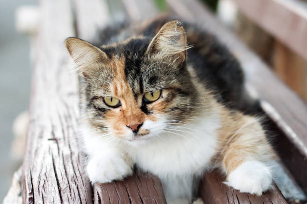 istock An elderly calico cat on a bench ina front yard 1436937260