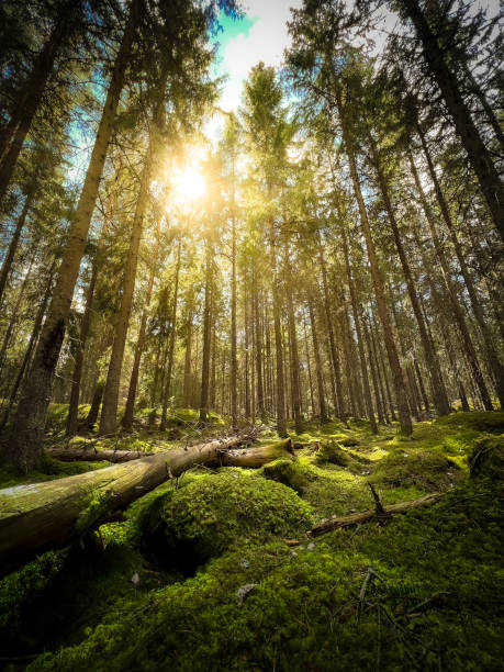 Sunny forest covered of green moss and dead trees. Cozy atmosphere. stock photo