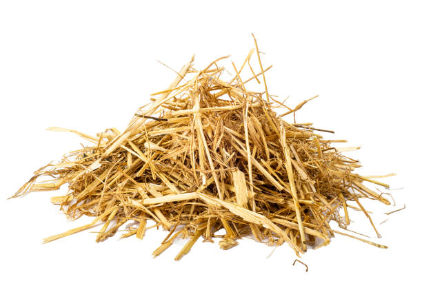 istock A heap of straw / haystack isolated on a white background 1436937898