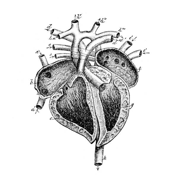 人間の心臓部位 - dissection点のイラスト素材／クリップアート素材／マンガ素材／アイコン素材