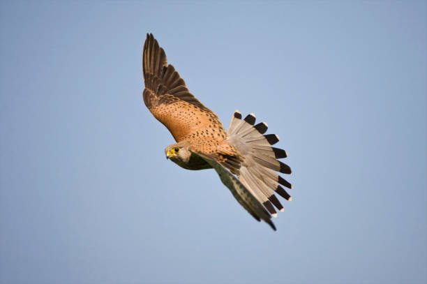 istock Torenvalk, Common Kestrel, Falco tinnunculus 1436941093