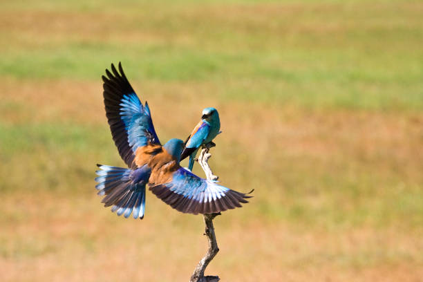 istock Scharrelaar, European Roller, Coracias garrulus 1436941332