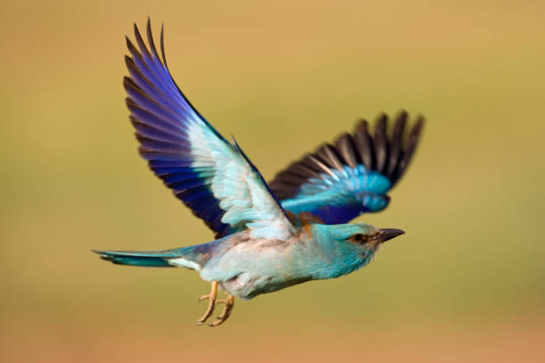 istock Scharrelaar, European Roller, Coracias garrulus 1436941340