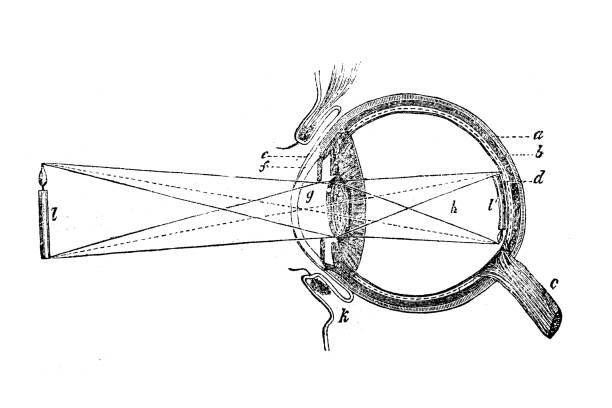 Human eye Human eye biomedical illustration stock illustrations