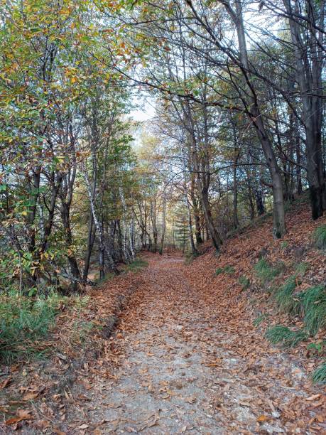 istock Thick Forest in Autumn - Heart of the Forest 1436942571