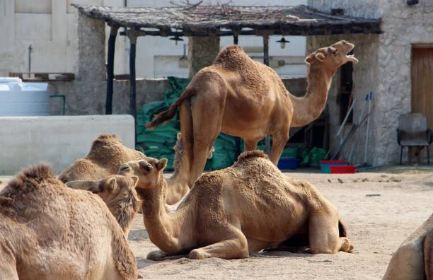 istock Qatar- Doha- camel near the old souk - Camel Pen 1436942820