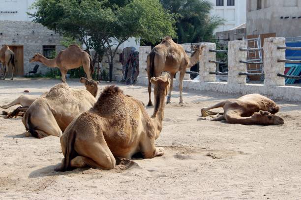 istock Qatar- Doha- camel near the old souk - Camel Pen 1436942856