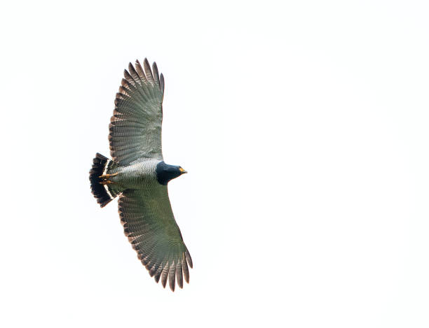 istock Barred Hawk, Morphnarchus princeps 1436944485