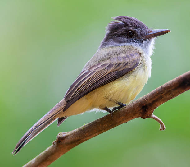 istock Dusky-capped Flycatcher, Myiarchus tuberculifer 1436944489