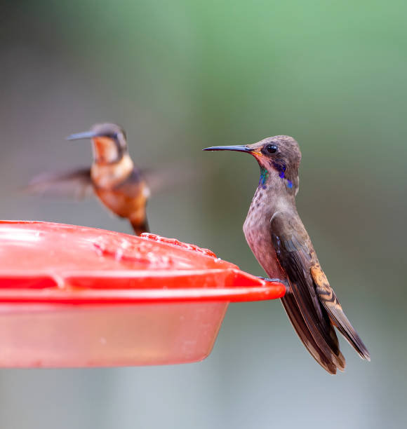 istock Brown Violetear, Colibri delphinae 1436944587