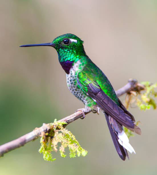 istock Purple-bibbed Whitetip, Urosticte benjamini 1436944610