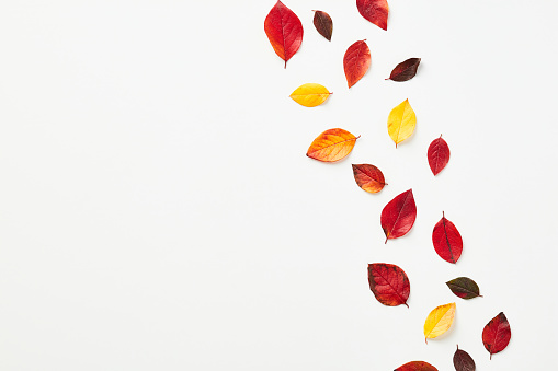 Autumn composition. Flat lay colorful fall leaves on white background. Top view, copy space.