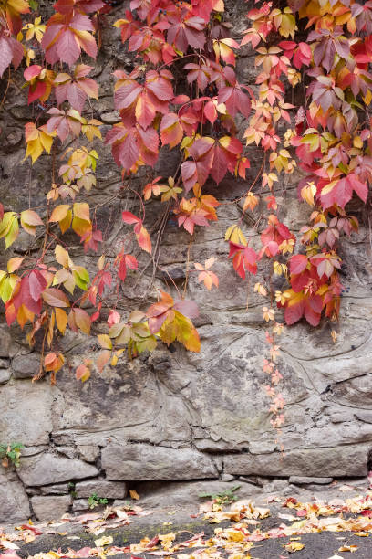 istock urban autumnal background 1436945221
