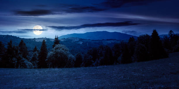istock forest on the grassy meadow at night 1436946134