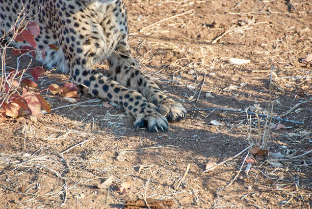 istock Cheetah in a refuge in Namibia 1436947298