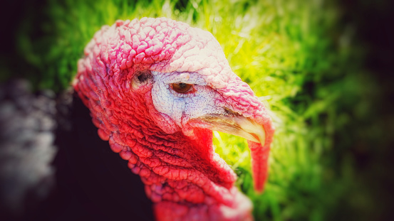 Close-up of a colourful turkey's head