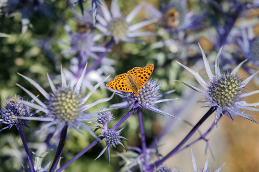 Beautiful Orange Butterfly and Bees over Eryngium Alpinum, the alpine sea holly, alpine eryngo or queen of the Alps an herbaceous perennial plant in the family Apiaceae.