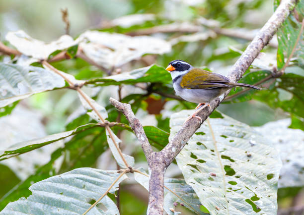 istock Orange-billed Sparrow, Arremon aurantiirostris occidentalis 1436949061
