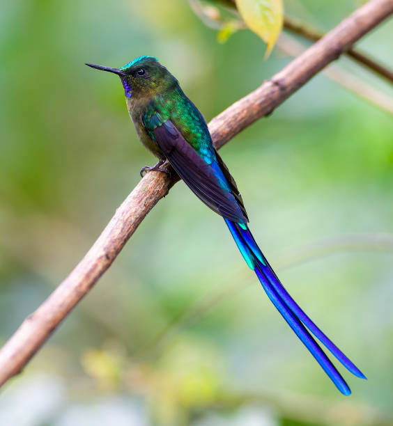 istock Violet-tailed Sylph, Aglaiocercus coelestis coelestis 1436949078