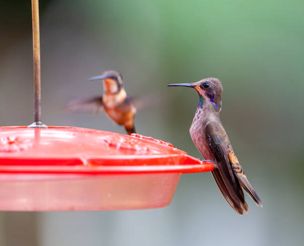 istock Brown Violetear, Colibri delphinae 1436949112