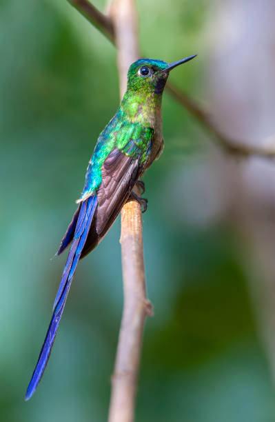 istock Violet-tailed Sylph, Aglaiocercus coelestis coelestis 1436949164