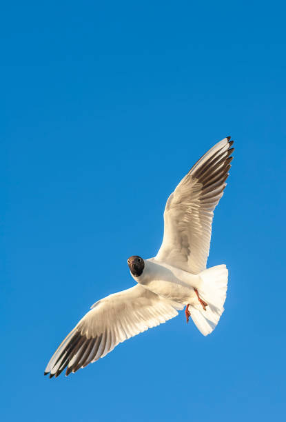 istock Common Black-headed Gull, Chroicocephalus ridibundus 1436950669
