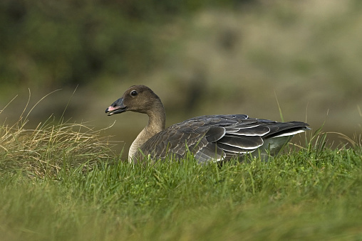 Pink-footed Goose immature; Kleine Rietgans onvolwassen