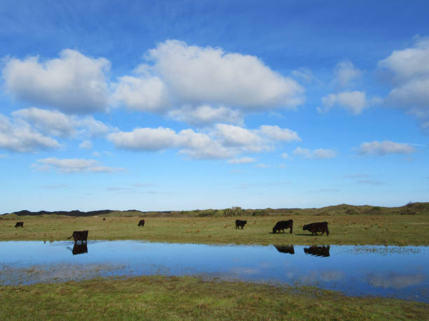 istock Landscape de Nederlanden on Texel, Netherlands 1436950897
