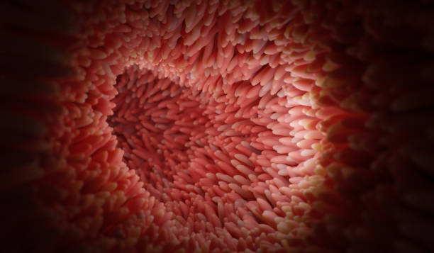 istock Microvilli on surface of digestive system or intestinal tract. 1436952337