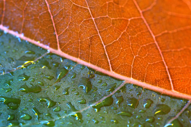 feuille - chlorophyll striped leaf natural pattern photos et images de collection