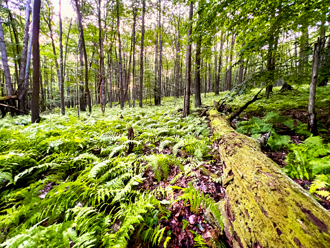 A fallen tree is being overtaken by moss on the forest floor. There is a large patch of ferns growing in this lush forest. The image is from the Pennsylvania State Game Lands outside of DuBois.