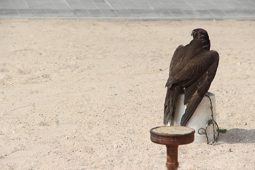 Qatar - Doha - Faucon - Dotés d’un bec crochu et d’une vision perçante, les faucons sont des oiseaux de proie, reconnus comme une espèce de la famille des Falconidae et dotés de serres puissantes. Sans aucun doute un élément crucial du riche patrimoine et de la culture du Qatar, les faucons sont très honorés et célébrés comme l’oiseau national de la nation.