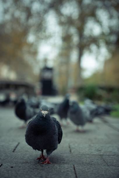istock Vertical of a pigeon walking in the park. 1436954530