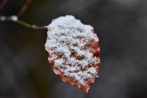 This is a photograph shot from a low angle view of bare tree branches, except for a single leaf, covered in snow with an overcast sky in the background.