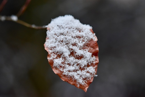 A closeup of a dry leaf covered in snow