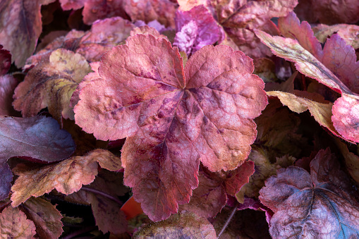 Heucherella 'Redstone Falls' an herbaceous perennial foliage plant with brown, red leaves in the autumn fall, which is a cross between heuchera and tiarella and commonly known as Foamy Bells