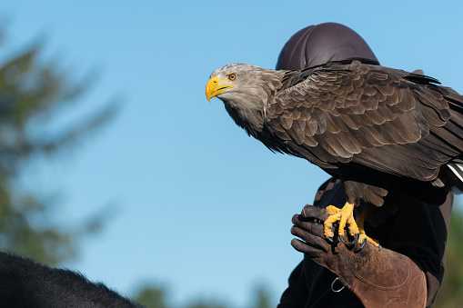 An eagle perching on a handler's hand at a bird show in Denmark