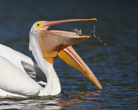 A shallow focus shot of an American White Pelican eating a fish