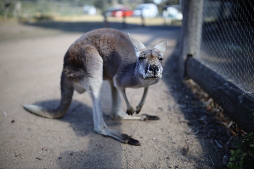 A kangaroo with a curious facial expression walking outdoors at the zoo