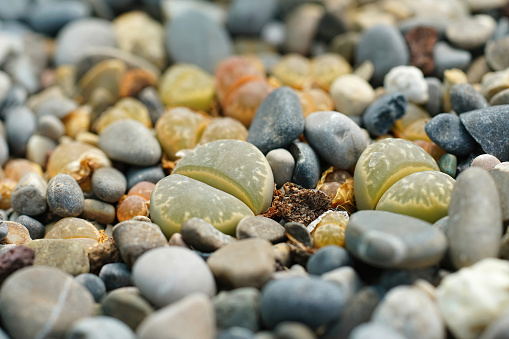 Closeup on an aggregation of some green colored South African living stones Lithops helmutti among pebbles