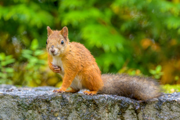istock Closeup of a Red Squirrel on a rocky surface against a blurred background 1436956209