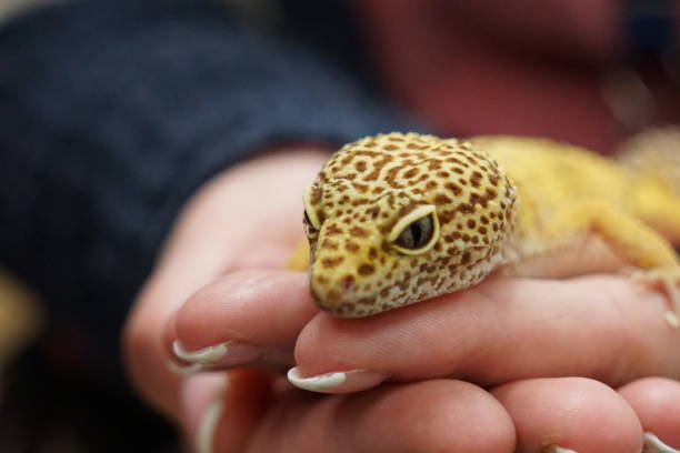 istock Closeup of a person holding a leopard gecko lizard 1436956217