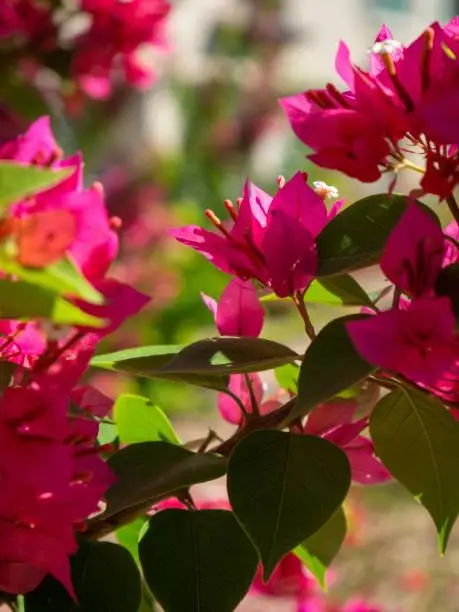 Vertical closeup shot of beautiful pink Bougainvillea glabra (paperflowers) flowers growing in park on sunny day