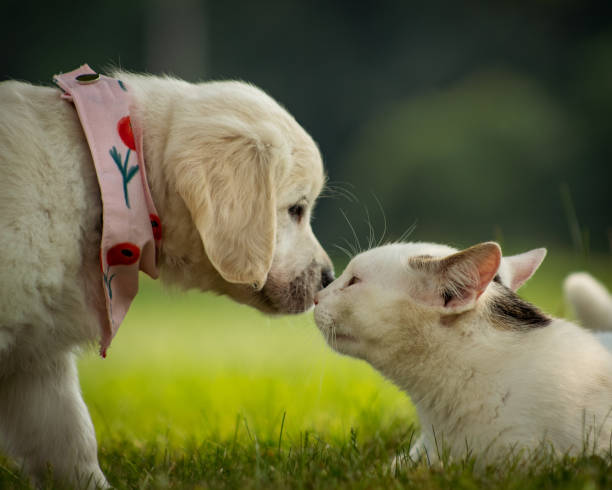 istock Puppy and a cat playing outdoors on the grass 1436956352