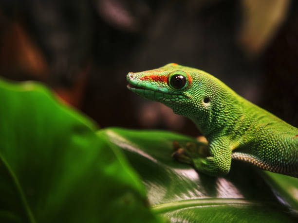 istock Selective focus of a green Comorian day gecko on a leaf 1436956396