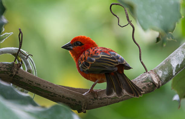 istock Red exotic bird perched on a branch outdoors 1436956673