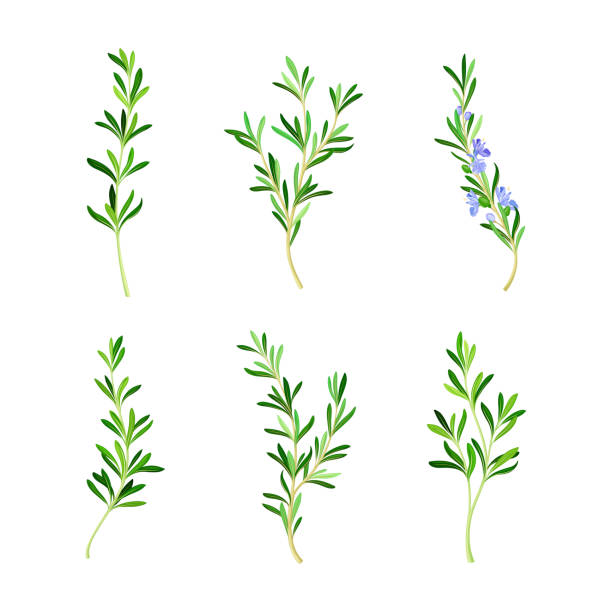 Set of fresh rosemary sprigs, spice herb cartoon vector illustration Set of fresh rosemary sprigs, spice herb cartoon vector illustration isolated on white vector food branch twig stock illustrations